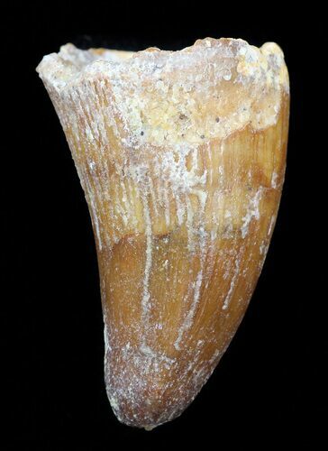 Cretaceous Fossil Crocodile Tooth - Morocco #50239